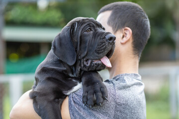 selective focus cute little black puppies Bandogs puppies Neapolitan Mastiff in perfect shape being held with love large mixed breed dog but cute personality colorful pattern