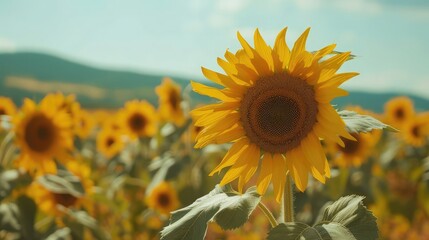 sunflower in the garden