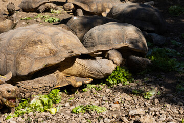 turtle on the ground