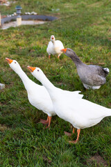 Obraz premium white goose on a grass