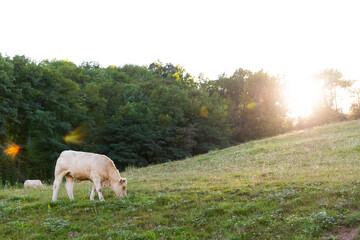 Obraz na płótnie Canvas cows in the meadow