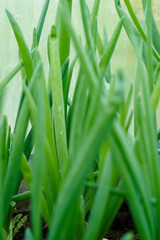 Spring onion growing in soil. High quality photo