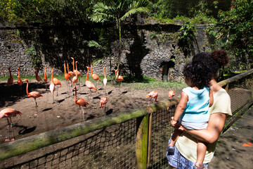 Mother and daughter looking at flamingos in the zoo