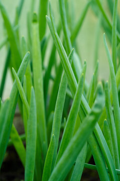 Spring onion growing in soil. High quality photo