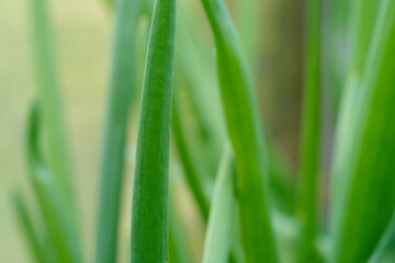 Fototapeta na wymiar Spring onion growing in soil. High quality photo