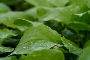 Radishes are grown at spring
