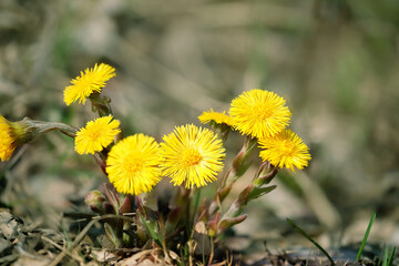 Coltsfoot flowers (Tussilago farfara) close up on abstract natural background. early spring season. first spring seasonal yellow coltsfoot flowers - obrazy, fototapety, plakaty