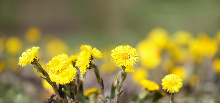 Coltsfoot flowers (Tussilago farfara) close up on abstract natural background. early spring season. first spring seasonal yellow coltsfoot flowers