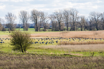 Fototapeta premium Flock of cranes resting on a meadow in northern Germany