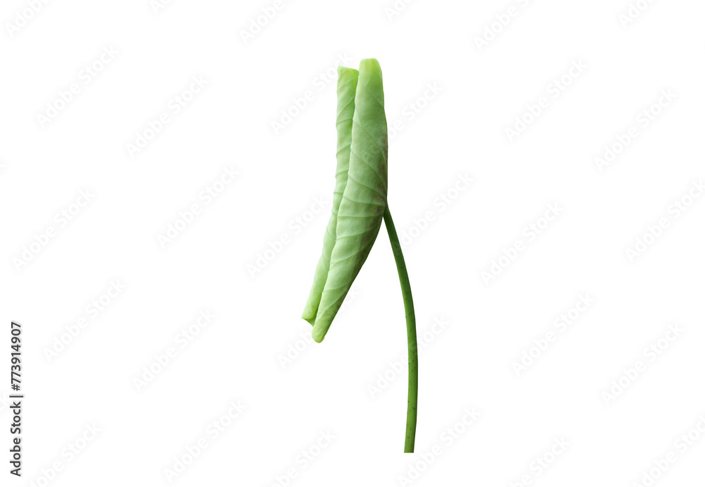 Canvas Prints isolated waterlily or lotus leaf with clipping paths.