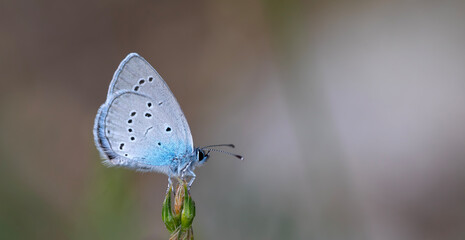 tiny butterfly on dry grass, Small Blue, Cupido minimus