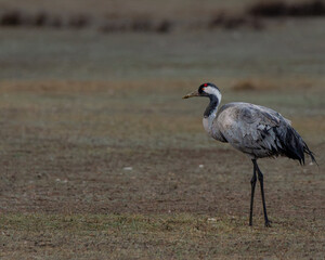 Fotografía de grullas en invierno en la Laguna de Gallocanta