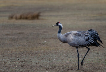 Fotografía de grullas en invierno en la Laguna de Gallocanta