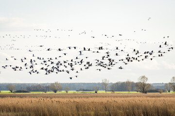 Flock of cranes flying over wetland in spring