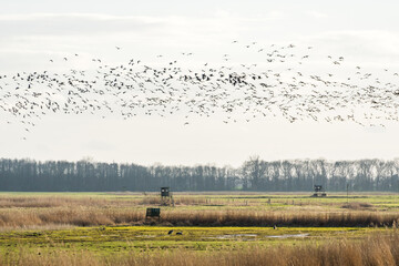 Fototapeta premium Flock of geese flying over the meadows in spring on a sunny day with reeds in the foreground