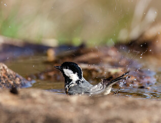 Carbonero garrapinos dándose un baño