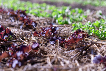 Selective focus Many purple lettuces are growing quickly in the fields because of organic farming...