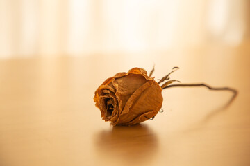 Dry rose flower on wooden table; aging love concept