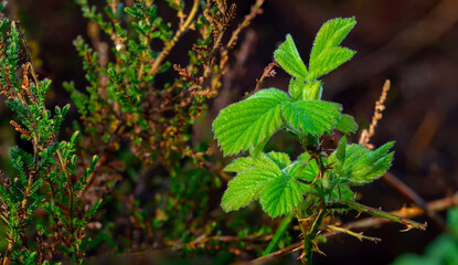 leaves of a tree