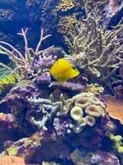 fish in aquarium