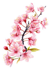 Watercolor sakura, Pink cherry blooming flowers. Isolated realistic petals, blossom, branch. Design spring illustration