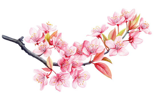 Cherry blossom branch. Watercolor painting sakura, Pink flowers. Isolated flora design spring illustration Sakura flower