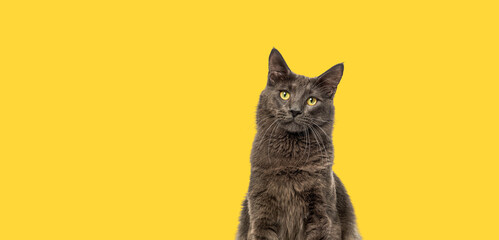 Head shot of a yellow eyed Maine Coon cat looking up against a vibrant yellow background, banner