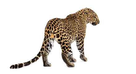 Back and side view of a spotted leopard standing and looking to the side, isolated on white