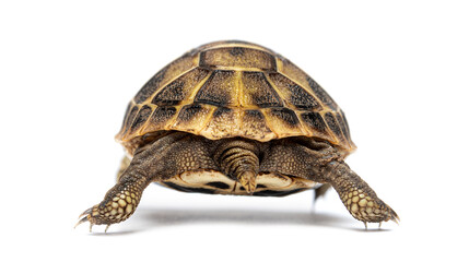 Rear view of a Young Hermann's tortoise wolking away, Testudo hermanni, isolated on white