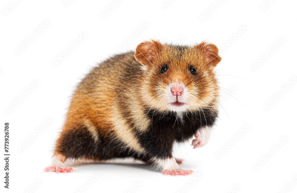 Wall mural European hamster pawing and looking at the camera, Cricetus cricetus, isolated on white