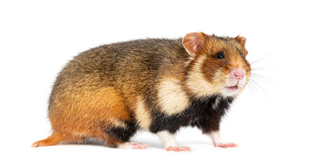 Side view of a European hamster, Cricetus cricetus, isolated on white