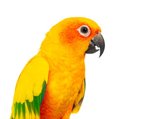 Close-up Head shot of a colorful sun conure parrot, Aratinga solstitialis, against a pure white background
