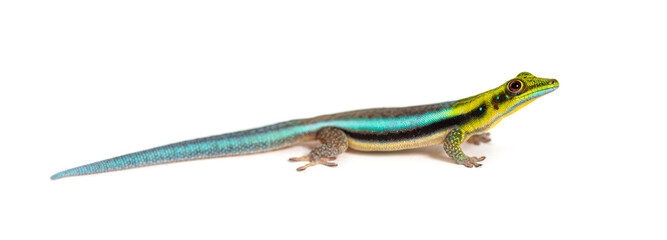 Side view of a yellow-headed day gecko, Phelsuma klemmeri, isolated on white - 773926991
