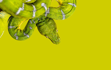 Head shot of an Adult Emerald tree boa, Corallus caninus, on green backgroung, showcasing its scales and color © Eric Isselée