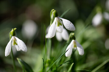 Beautiful flowers of the Galanthus nivalis snowdrop in spring against a forest background on a...