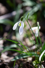 Fototapeta premium Beautiful flowers of the Galanthus nivalis snowdrop in spring against a forest background on a sunny day.