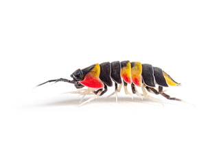 Side view of a Tricolor Merulanella Specie walking away, invertebrate bug genus of isopods, isolated on white