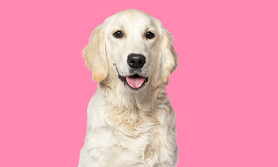 Puppy Golden retriever sitting and panting tongue out, five months old, pink background