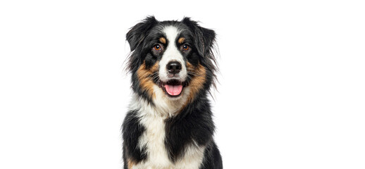 Closeup portrait of Black Tricolor Australian Shepherd panting mouth open, isolated on white