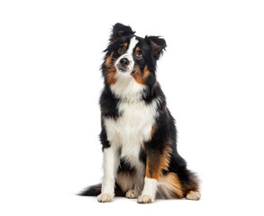Sitting tricolor American Shepherd dog looking up, isolated on white - 773927913