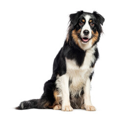 Sitting and panting tricolor Australian Shepherd looking at the camera, isolated on white