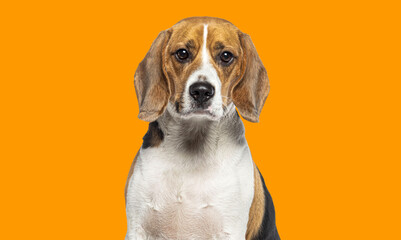 Head shot portrait of a adult Beagle looking at the camera, isolated on orange