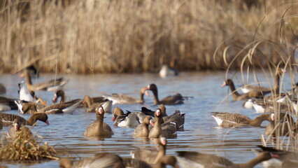 A flock of wild geese swims on the lake. Close-up. The greater white-fronted goose (Anser albifrons) is a species of goose that is closely related to the smaller lesser white-fronted goose.
