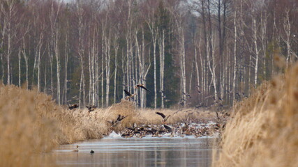 A flock of wild geese swims on the lake. The greater white-fronted goose (Anser albifrons) is a species of goose that is closely related to the smaller lesser white-fronted goose.