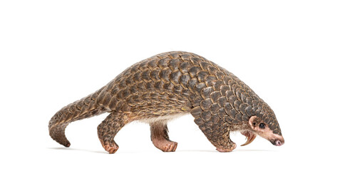 ten months old pangopup, Chinese pangolins, Manis pentadactyla, isolated on white - 773928145