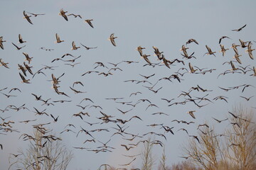 Many geese of different species are flying against the blue sky. Most of these birds: the bean goose (Anser fabalis) and the greater white-fronted goose (Anser albifrons).