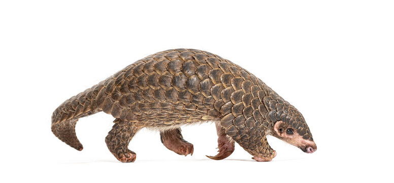 ten months old pangopup, Chinese pangolins, Manis pentadactyla, isolated on white