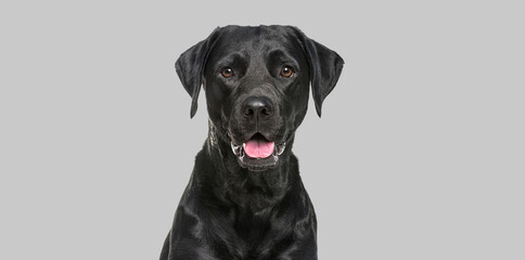Close-up of a Happy panting black Labrador dog looking at the camera on a gray background