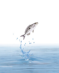 un poisson picarel   qui saut et sort de l'eau avec splash