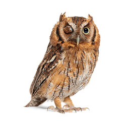 Tropical screech owl, Megascops choliba,  winking at the camera, isolated on white